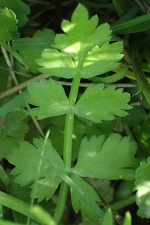 Oenanthe pimpinelloides \ Bibernell-Rebendolde, S�dliche Erdkastanie / Corky-Fruited Water Dropwort, Kos Agios Nektarios 10.4.2026