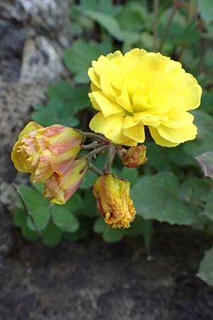 Oxalis pes-caprae \ Nickender Sauerklee / Bermuda Buttercup, Kos  11.4.2026