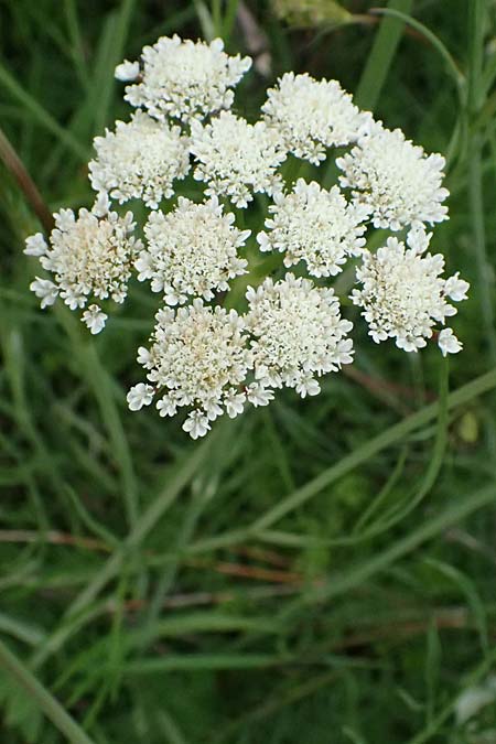 Oenanthe pimpinelloides \ Bibernell-Rebendolde, S�dliche Erdkastanie / Corky-Fruited Water Dropwort, Kos Psalidi Wetlands 15.4.2026