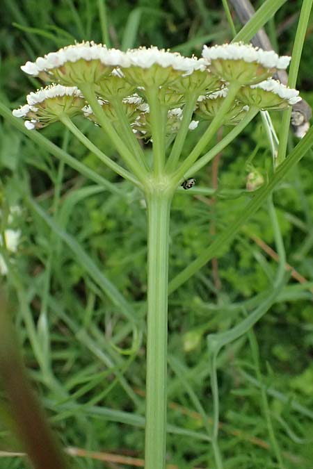 Oenanthe pimpinelloides \ Bibernell-Rebendolde, S�dliche Erdkastanie / Corky-Fruited Water Dropwort, Kos Psalidi Wetlands 15.4.2026