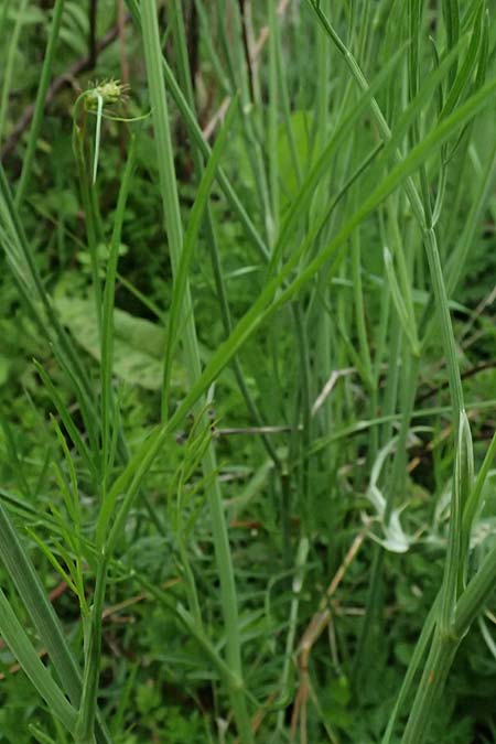Oenanthe pimpinelloides \ Bibernell-Rebendolde, S�dliche Erdkastanie / Corky-Fruited Water Dropwort, Kos Psalidi Wetlands 15.4.2026