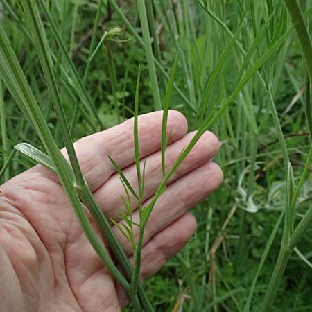 Oenanthe pimpinelloides \ Bibernell-Rebendolde, S�dliche Erdkastanie / Corky-Fruited Water Dropwort, Kos Psalidi Wetlands 15.4.2026