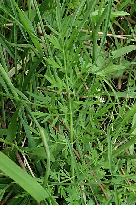 Oenanthe pimpinelloides \ Bibernell-Rebendolde, S�dliche Erdkastanie / Corky-Fruited Water Dropwort, Kos Psalidi Wetlands 15.4.2026