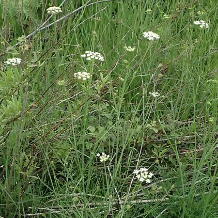 Oenanthe pimpinelloides \ Bibernell-Rebendolde, S�dliche Erdkastanie / Corky-Fruited Water Dropwort, Kos Psalidi Wetlands 15.4.2026