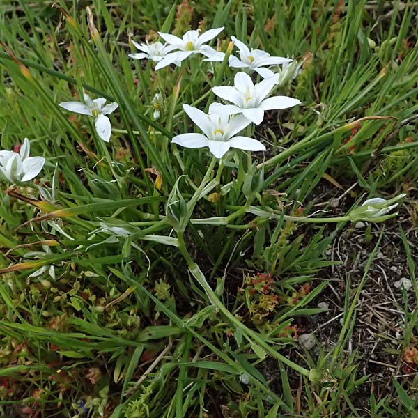 Ornithogalum umbellatum agg. \ Dolden-Milchstern / White Star of Bethlehem, Kos Salt-Lake Alikes 9.4.2026