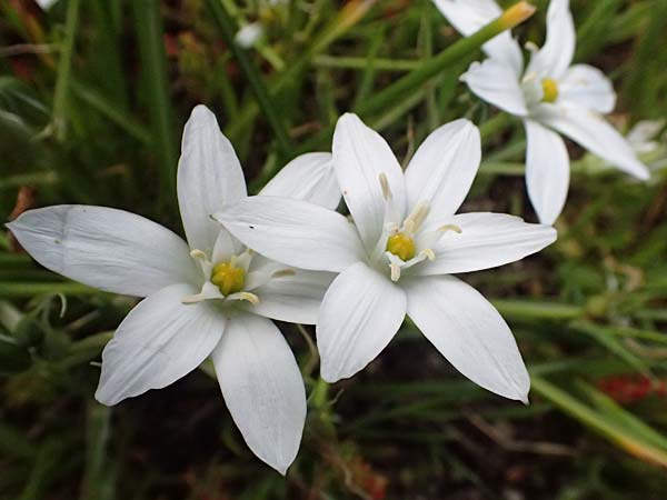 Ornithogalum umbellatum agg. \ Dolden-Milchstern / White Star of Bethlehem, Kos Salt-Lake Alikes 9.4.2026