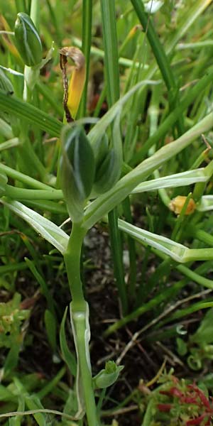Ornithogalum umbellatum agg. \ Dolden-Milchstern / White Star of Bethlehem, Kos Salt-Lake Alikes 9.4.2026