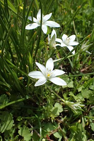 Ornithogalum umbellatum agg. \ Dolden-Milchstern / White Star of Bethlehem, Kos Salt-Lake Alikes 9.4.2026