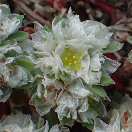 Paronychia argentea \ Silber-Nagelkraut, Silber-Mauermiere / Silver Nailwort, Kos Salt-Lake Alikes 9.4.2026