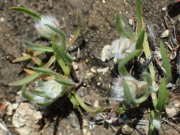 Plantago cretica \ Kretischer Wegerich / Cretan Plantain, Kos Kephalos 8.4.2026