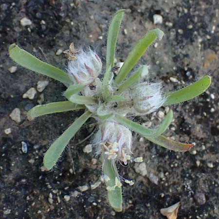 Plantago cretica \ Kretischer Wegerich / Cretan Plantain, Kos Kephalos 8.4.2026