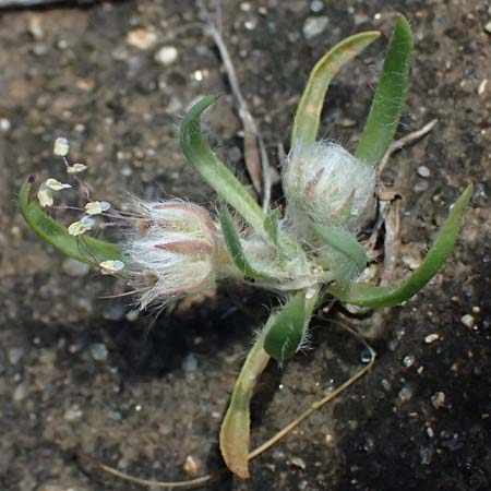 Plantago cretica \ Kretischer Wegerich / Cretan Plantain, Kos Kephalos 8.4.2026