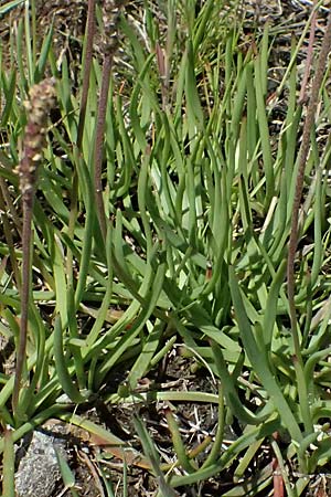 Plantago crassifolia \ Dickbl&auml;ttriger Wegerich, Strand-Wegerich / Thick-Leaved Plantain, Sea Plantain, Kos Salt-Lake Alikes 9.4.2026