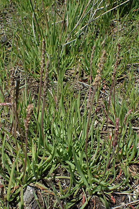 Plantago crassifolia \ Dickbl&auml;ttriger Wegerich, Strand-Wegerich / Thick-Leaved Plantain, Sea Plantain, Kos Salt-Lake Alikes 9.4.2026