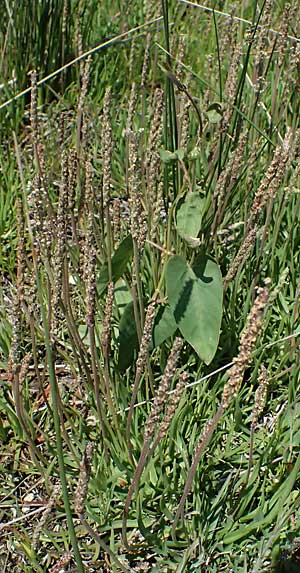 Plantago crassifolia \ Dickbl&auml;ttriger Wegerich, Strand-Wegerich / Thick-Leaved Plantain, Sea Plantain, Kos Salt-Lake Alikes 9.4.2026