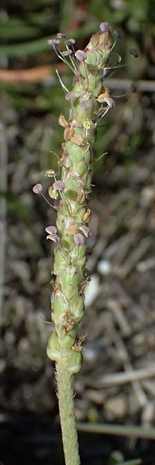 Plantago crassifolia \ Dickbl&auml;ttriger Wegerich, Strand-Wegerich / Thick-Leaved Plantain, Sea Plantain, Kos Salt-Lake Alikes 9.4.2026