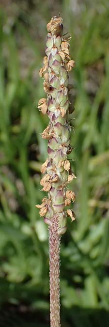 Plantago crassifolia \ Dickbl&auml;ttriger Wegerich, Strand-Wegerich / Thick-Leaved Plantain, Sea Plantain, Kos Salt-Lake Alikes 9.4.2026