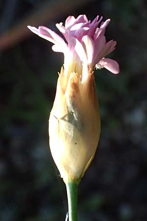 Petrorhagia dubia \ Samt-Felsennelke / Hairy Pink, Velvet Pink, Kos Kephalos 8.4.2026