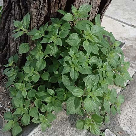 Parietaria judaica \ �stiges Glaskraut, Mauer-Glaskraut / Pellitory-of-the-Wall, Kos  9.4.2026