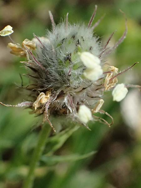 Plantago lagopus \ Hasenfu�-Wegerich / Hare's Foot Plantain, Kos Kephalos 8.4.2026