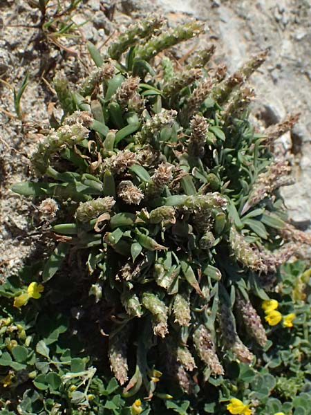 Plantago crassifolia \ Dickbl&auml;ttriger Wegerich, Strand-Wegerich / Thick-Leaved Plantain, Sea Plantain, Kos Kephalos 8.4.2026