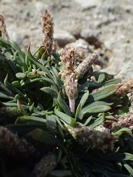 Plantago crassifolia \ Dickbl&auml;ttriger Wegerich, Strand-Wegerich / Thick-Leaved Plantain, Sea Plantain, Kos Kephalos 8.4.2026