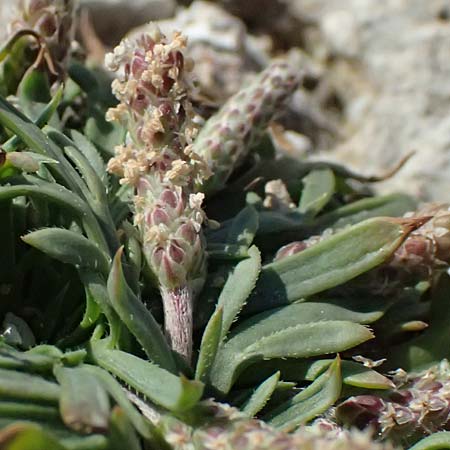 Plantago crassifolia \ Dickbl&auml;ttriger Wegerich, Strand-Wegerich / Thick-Leaved Plantain, Sea Plantain, Kos Kephalos 8.4.2026