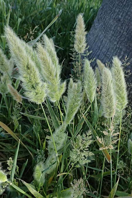 Polypogon monspeliensis \ Gew&ouml;hnliches B�rstengras / Mediterranean Beard Grass, Kos  10.4.2026
