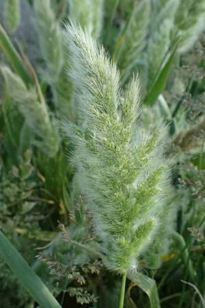 Polypogon monspeliensis \ Gew&ouml;hnliches B�rstengras / Mediterranean Beard Grass, Kos  10.4.2026
