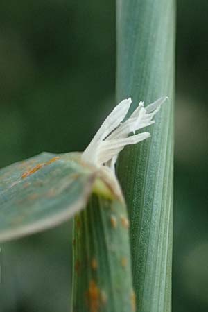 Polypogon monspeliensis \ Gew&ouml;hnliches B�rstengras / Mediterranean Beard Grass, Kos  10.4.2026
