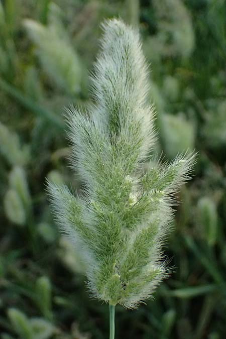 Polypogon monspeliensis \ Gew&ouml;hnliches B�rstengras / Mediterranean Beard Grass, Kos  10.4.2026