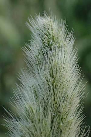 Polypogon monspeliensis \ Gew&ouml;hnliches B�rstengras / Mediterranean Beard Grass, Kos  10.4.2026