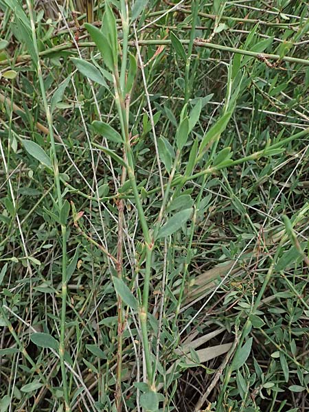 Polygonum equisetiforme ? \ Schachtelhalm-Vogel-Kn�terich / Horsetail Knotgrass, Kos Psalidi Wetlands 15.4.2026