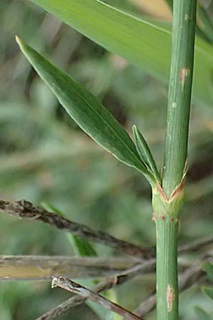 Polygonum equisetiforme ? \ Schachtelhalm-Vogel-Kn�terich / Horsetail Knotgrass, Kos Psalidi Wetlands 15.4.2026