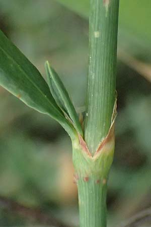 Polygonum equisetiforme ? \ Schachtelhalm-Vogel-Kn�terich / Horsetail Knotgrass, Kos Psalidi Wetlands 15.4.2026