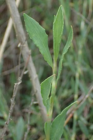 Polygonum equisetiforme ? \ Schachtelhalm-Vogel-Kn�terich / Horsetail Knotgrass, Kos Psalidi Wetlands 15.4.2026