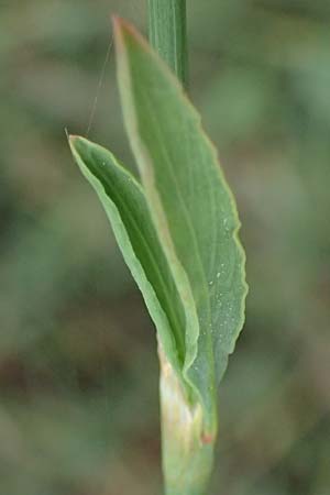 Polygonum equisetiforme ? \ Schachtelhalm-Vogel-Kn�terich / Horsetail Knotgrass, Kos Psalidi Wetlands 15.4.2026