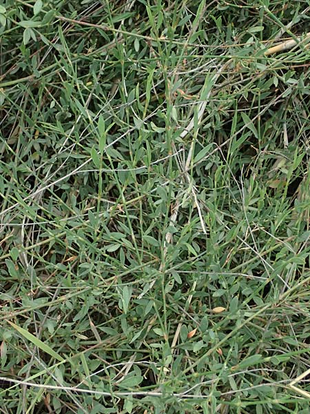 Polygonum equisetiforme ? \ Schachtelhalm-Vogel-Kn�terich / Horsetail Knotgrass, Kos Psalidi Wetlands 15.4.2026