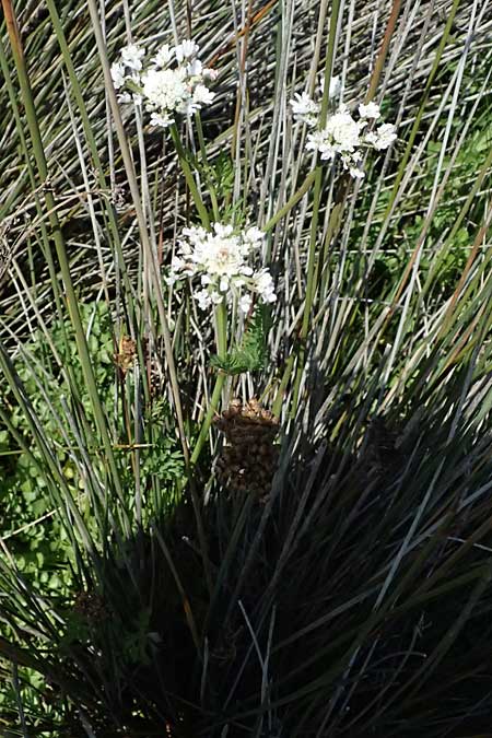 Oenanthe prolifera \ Brutbildender Wasserfenchel / Proliferous Water Dropwort, Kos Salt-Lake Alikes 9.4.2026