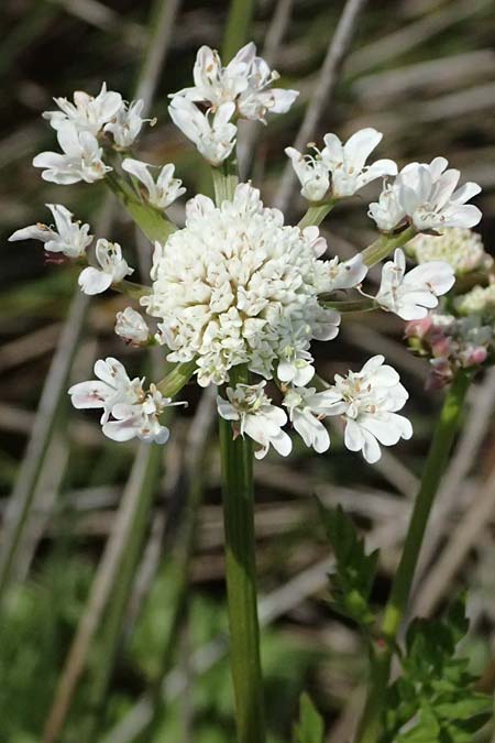 Oenanthe prolifera \ Brutbildender Wasserfenchel / Proliferous Water Dropwort, Kos Salt-Lake Alikes 9.4.2026