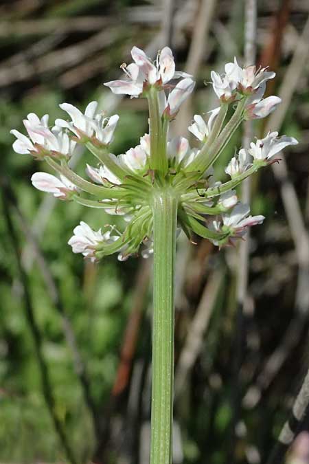 Oenanthe prolifera \ Brutbildender Wasserfenchel / Proliferous Water Dropwort, Kos Salt-Lake Alikes 9.4.2026