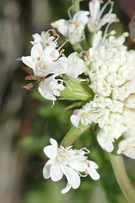Oenanthe prolifera \ Brutbildender Wasserfenchel / Proliferous Water Dropwort, Kos Salt-Lake Alikes 9.4.2026
