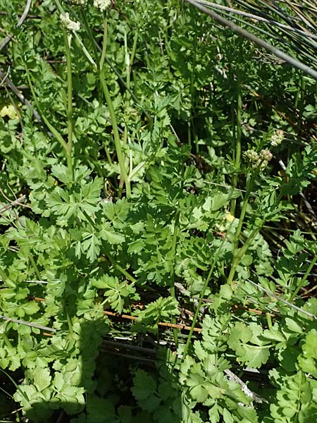 Oenanthe prolifera \ Brutbildender Wasserfenchel / Proliferous Water Dropwort, Kos Salt-Lake Alikes 9.4.2026