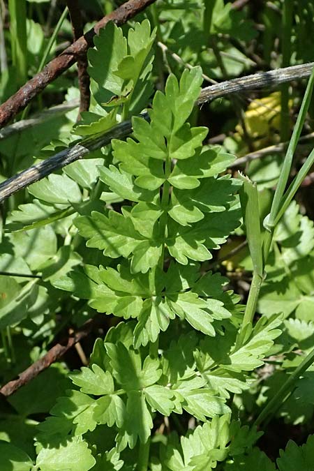 Oenanthe prolifera \ Brutbildender Wasserfenchel / Proliferous Water Dropwort, Kos Salt-Lake Alikes 9.4.2026