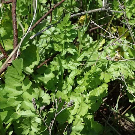 Oenanthe prolifera \ Brutbildender Wasserfenchel / Proliferous Water Dropwort, Kos Salt-Lake Alikes 9.4.2026