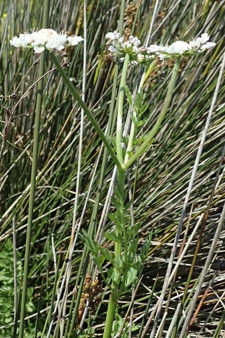 Oenanthe prolifera \ Brutbildender Wasserfenchel / Proliferous Water Dropwort, Kos Salt-Lake Alikes 9.4.2026