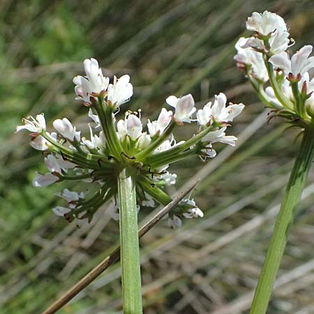 Oenanthe prolifera \ Brutbildender Wasserfenchel / Proliferous Water Dropwort, Kos Salt-Lake Alikes 9.4.2026