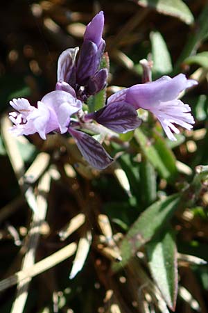 Polygala venulosa \ Geaderte Kreuzblume, Geadertes Kreuzbl�mchen / Eastern Milkwort, Kos Kephalos 8.4.2026