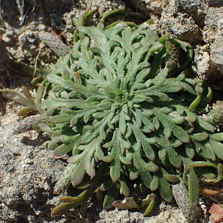 Plantago weldenii \ Niederliegender Kr�henfu�-Wegerich, Weldens Wegerich / Buck's-horn Plantain, Welden's Plantain, Kos Kephalos 8.4.2026