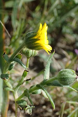 Calendula arvensis \ Acker-Ringelblume / Field Marigold, Kos Kephalos 8.4.2026
